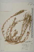 裸花鹼蓬藏品圖，第1張