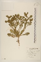 線球菊、田基黃藏品圖，第1張