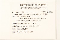 線球菊、田基黃藏品圖，第2張