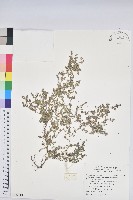 匐根大戟藏品圖，第1張