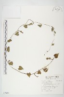 紅花野牽牛藏品圖，第1張