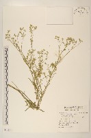 銀膠菊藏品圖，第1張