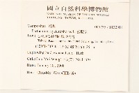 銀膠菊藏品圖，第2張