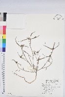 白苞猩猩草藏品圖，第1張