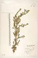 毛假蓬舅藏品圖，第1張