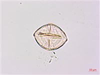 紫苜蓿藏品圖，第1張