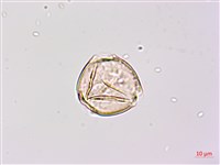 紫苜蓿藏品圖，第2張