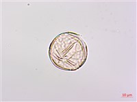 紫苜蓿藏品圖，第3張