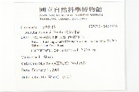 桃葉珊瑚藏品圖，第2張