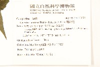 蔓黃菀藏品圖，第2張