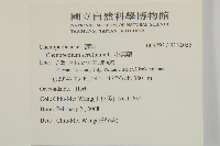 小葉藜藏品圖，第2張