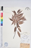 登錄號:S132071藏品圖，第1張