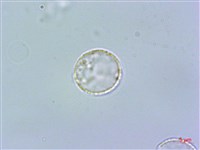 糙葉赤車使者藏品圖，第2張