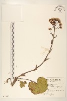 臺灣款冬藏品圖，第1張