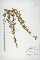 臺灣馬桑藏品圖，第1張