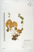 山葵藏品圖，第1張