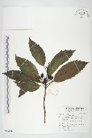 東瀛珊瑚藏品圖，第1張