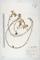 小萼佛甲草藏品圖，第1張