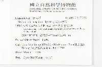 小萼佛甲草藏品圖，第2張