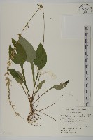 臺灣鬼督郵藏品圖，第1張