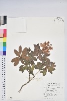 臺灣馬醉木藏品圖，第1張