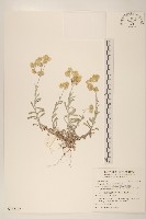 絲綿草藏品圖，第1張