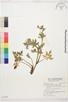 水辣菜、禺毛茛藏品圖，第1張