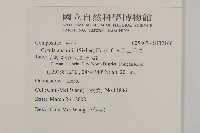 南方山芫荽藏品圖，第2張