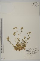 球序卷耳藏品圖，第1張