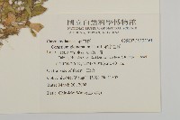 球序卷耳藏品圖，第2張