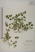 金腰箭舅藏品圖，第1張