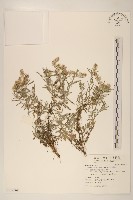 直莖鼠麴草藏品圖，第1張