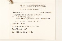 直莖鼠麴草藏品圖，第2張