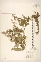 光耀藤藏品圖，第1張