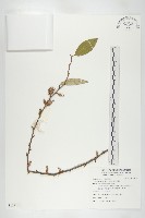 藤胡頹子藏品圖，第1張