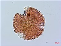 野老鸛草藏品圖，第1張