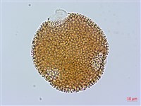 野老鸛草藏品圖，第2張