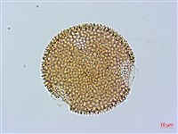 野老鸛草藏品圖，第3張