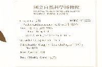 美洲闊苞菊藏品圖，第2張