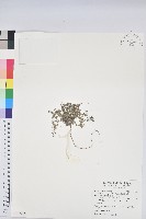 匐根大戟藏品圖，第1張