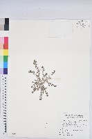 千根草藏品圖，第1張