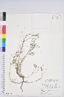 小返魂藏品圖，第1張