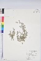 匐根大戟藏品圖，第1張