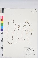 登錄號:S132241藏品圖，第1張