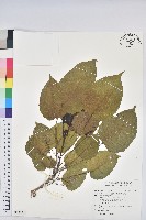 沙盒樹、響盒樹、洋紅藏品圖，第1張