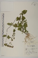 紫花霍香薊藏品圖，第1張