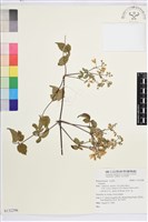 登錄號:S132296藏品圖，第1張