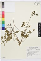 登錄號:S132297藏品圖，第1張