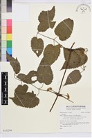 登錄號:S132298藏品圖，第1張