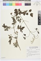 登錄號:S132317藏品圖，第1張
